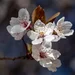 Prunus cerasifera ''Pissardii'' pe picior